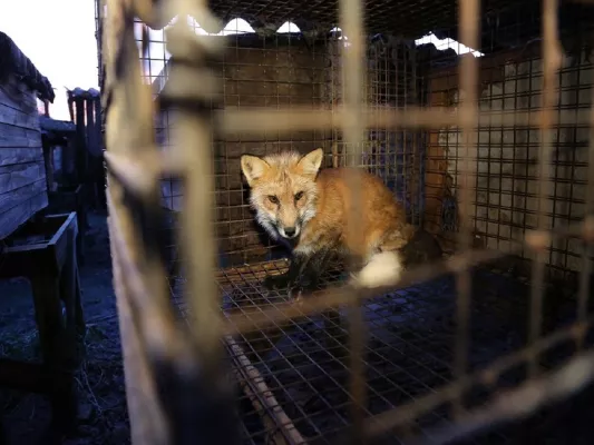 Bild: Über 70.000 Menschen fordern Import- & Handelsverbot von Pelzprodukten in Deutschland 