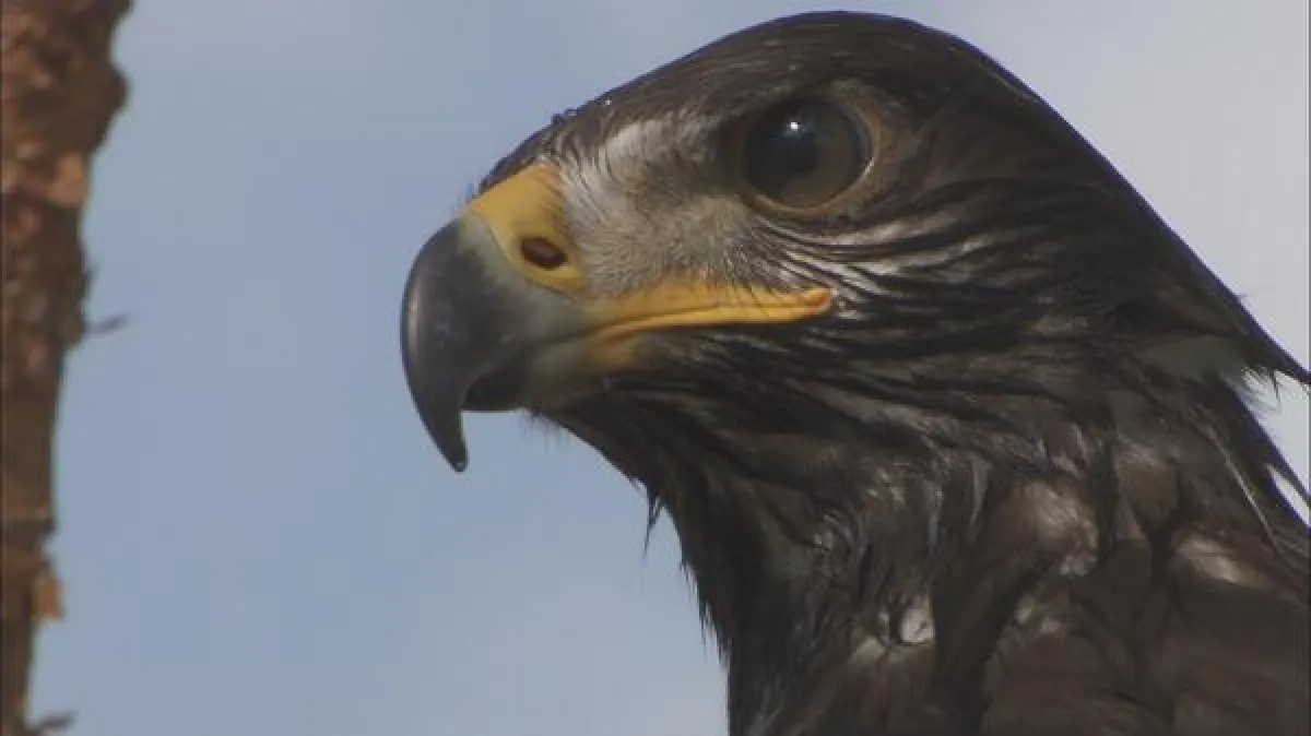 Wildes Albanien - Im Land der Adler (c) LOOKSfilm