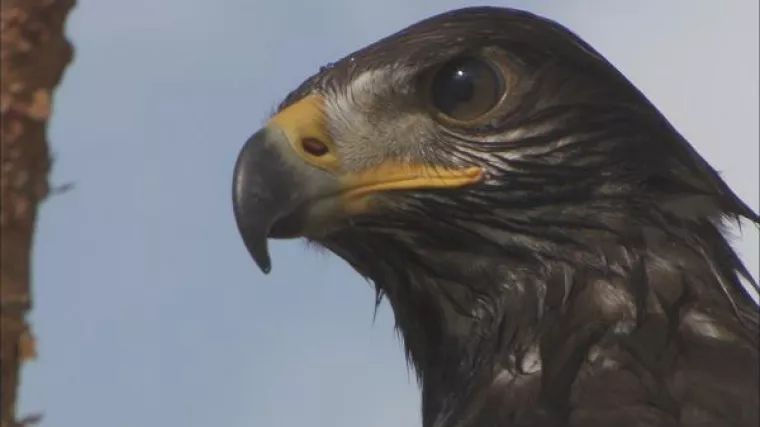 Bild: "Wildes Albanien - Im Land der Adler" auf internationalen Filmfestivals