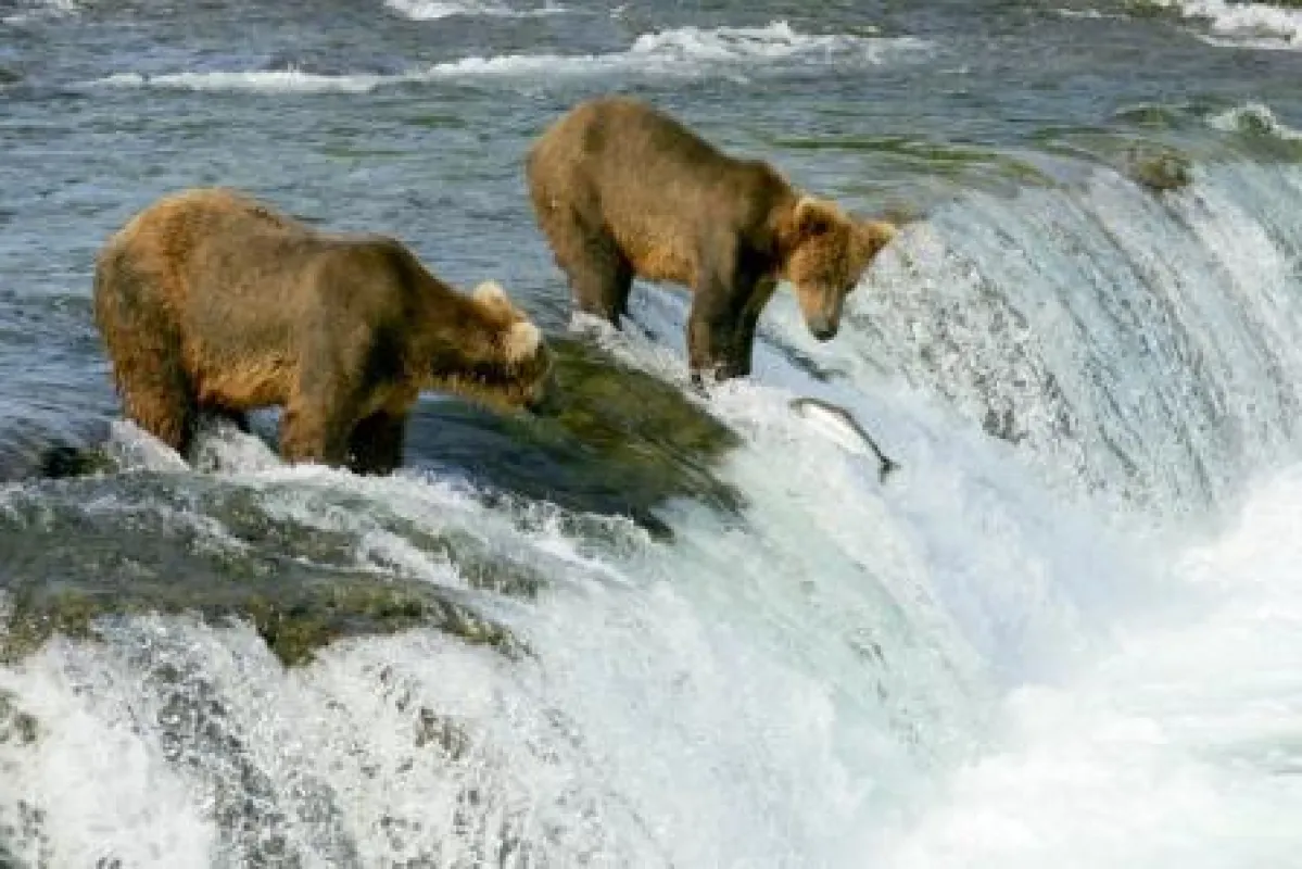 Bären in freier Wildbahn beobachten - auf den Erlebnistouren von Ahorn Reisen.