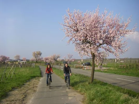Mandelblüte in der Pfalz - die Deutsche Weinstraße genüsslich per Rad entdecken und erleben Bild: Mandelblüte in der Pfalz - die Deutsche Weinstraße genüsslich per Rad entdecken und erleben
