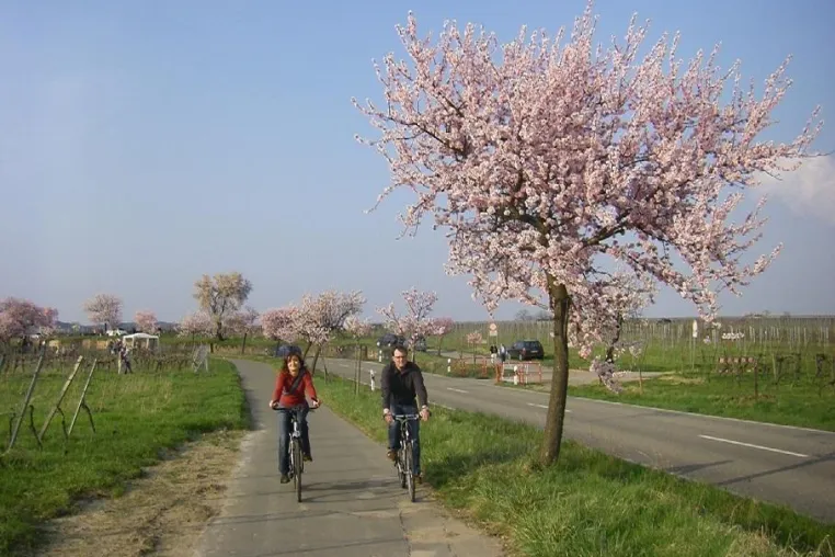 Mandelblüte in der Pfalz - die Deutsche Weinstraße genüsslich per Rad entdecken und erleben Bild: Mandelblüte in der Pfalz - die Deutsche Weinstraße genüsslich per Rad entdecken und erleben