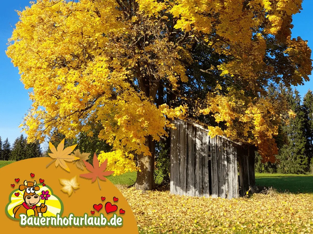 Herbsterlebnisse auf und rund um den Bauernhof (© Bauernhofurlaub.de)