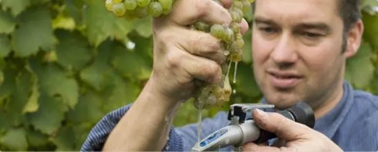 BELViNi.DE Weinversand startet mit neuem Spitzenweingut Philipp Kuhn durch Bild: BELViNi.DE Weinversand startet mit neuem Spitzenweingut Philipp Kuhn durch