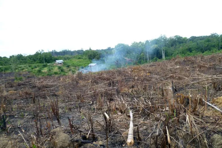 Deforestation linked to palm oil production is making Indonesia warmer Bild: Deforestation linked to palm oil production is making Indonesia warmer