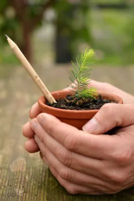 Bild: Der Bleistift, der sich in einen (Weihnachts-)Baum verwandeln kann