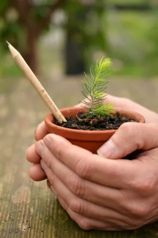 Bild: Der Bleistift, der sich in einen (Weihnachts-)Baum verwandeln kann