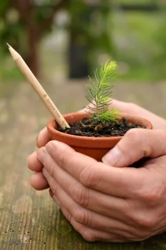 Der Bleistift, der sich in einen (Weihnachts-)Baum verwandeln kann Bild: Der Bleistift, der sich in einen (Weihnachts-)Baum verwandeln kann