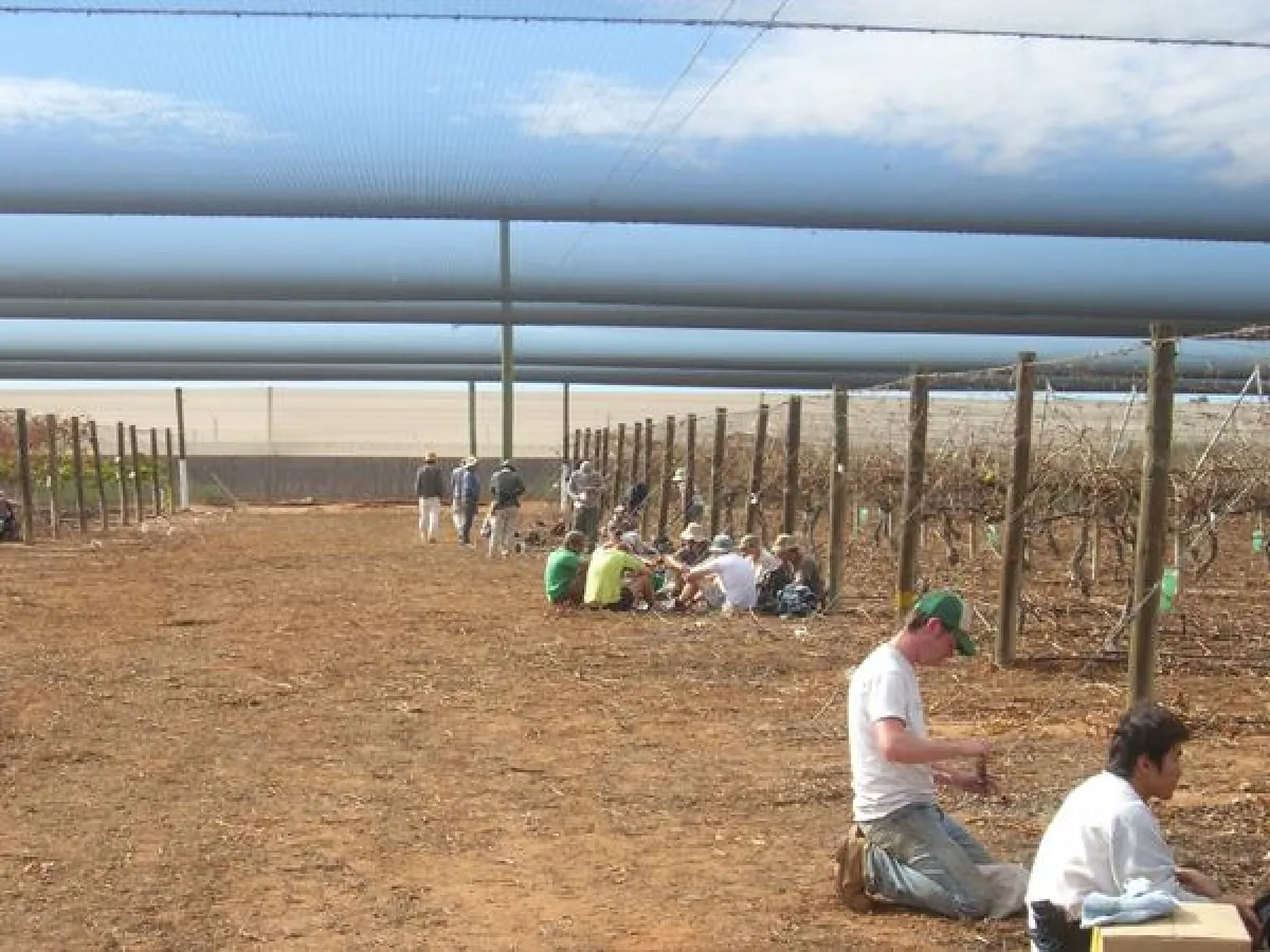 Weinstöcke verschneiden, ein typischer Job für Backpacker in Australien