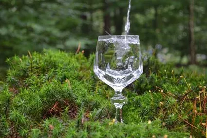 Bild: Laubbäume pflanzen für gutes Trinkwasser