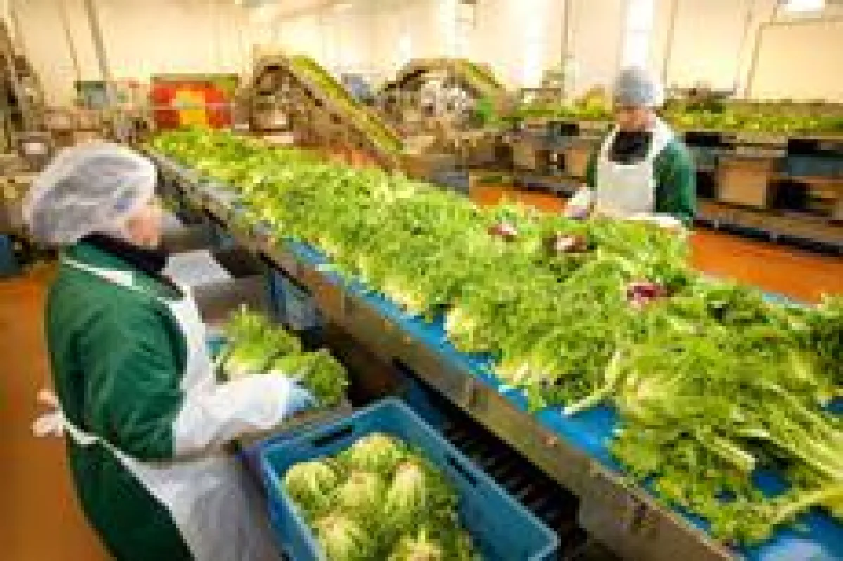 Bonduelle Mitarbeiter im Werk Straelen verlesen die einzelnen Salate.