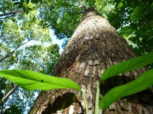 Bild: Studie entlarvt tropische Bäume als faulste Spezies der Welt