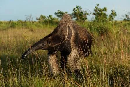 „Giganten“ statt „Big Five“ – Spektakuläre Tierwelt im Dschungel von Guyana Bild: „Giganten“ statt „Big Five“ – Spektakuläre Tierwelt im Dschungel von Guyana