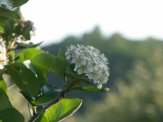 Aronia-Blütenfest am Elberadweg in Coswig Bild: Aronia-Blütenfest am Elberadweg in Coswig