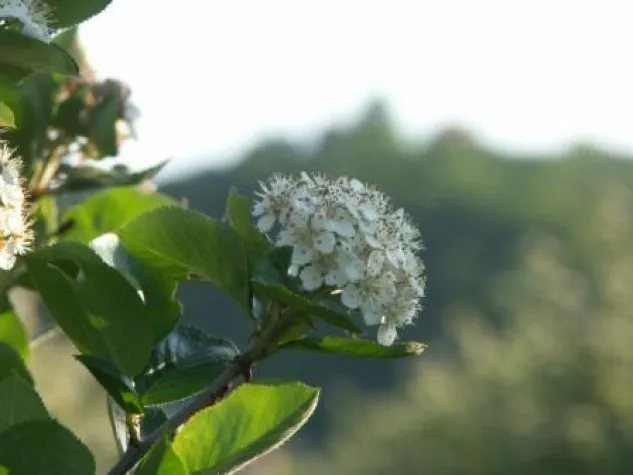 Bild: Aronia-Blütenfest am Elberadweg in Coswig