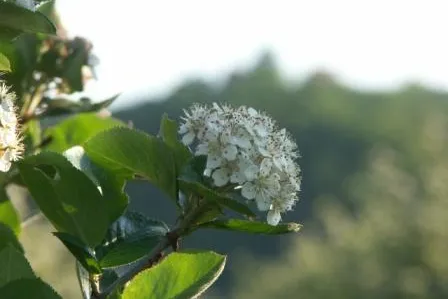 Bild: Aronia-Blütenfest am Elberadweg in Coswig