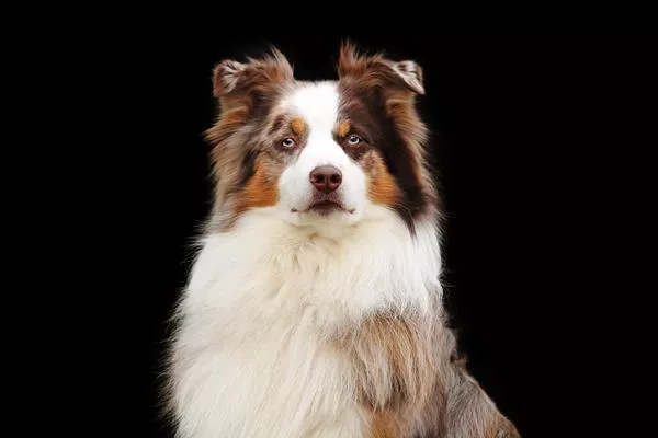 Bild: Hundefreunde aufgepasst - Hundeerlebnistage am 27./28.4. in Bamberg