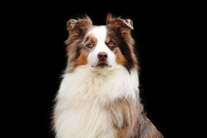 Bild: Hundefreunde aufgepasst - Hundeerlebnistage am 27./28.4. in Bamberg
