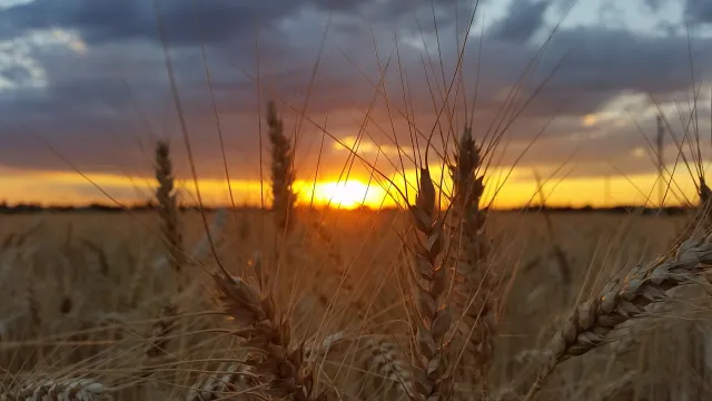 Bild: Die Holobiont-Revolution: Wie Weizen durch naturbasierte Pflanzenzüchtung und Machine Learning klimaresilienter wird