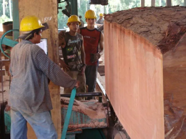 Bild: Rettet den Regenwald – kauft Tropenholz