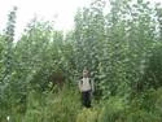 Bild: Energie gepflanzt