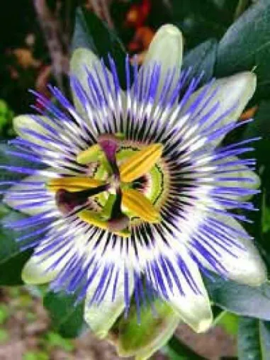 Tolle herbstblühende Gartenpflanzen - diese Gartenpflanzen zeigen ihre schönste Seite im August & September Bild: Tolle herbstblühende Gartenpflanzen - diese Gartenpflanzen zeigen ihre schönste Seite im August & September