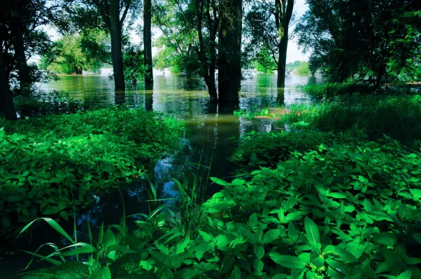 Bild: Stadt – Land – Fluss: Zu Fuß und per Rad durch eine der letzten wilden Auenlandschaften