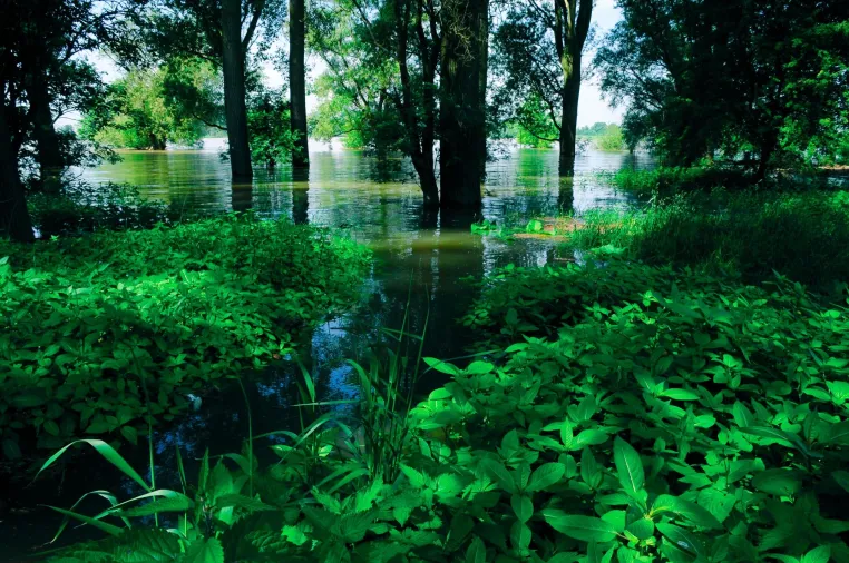 Bild: Stadt – Land – Fluss: Zu Fuß und per Rad durch eine der letzten wilden Auenlandschaften