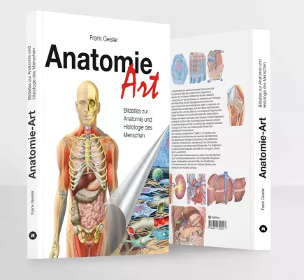 Bild: Anatomie-Art, Bildatlas zur Anatomie und Histologie des Menschen