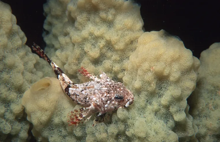 Bild: Coole Anpassung: Wie Fische im Antarktischen Ozean überleben