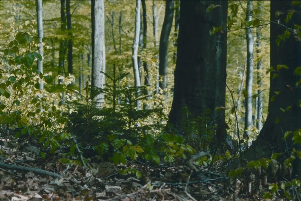 Der Waldanteil in Deutschland wächst: seit 1960 um insgesamt mehr als 500.000 Hektar, was einem durchschnittlichen Waldflächenzuwachs von weit über 10.000 Hektar pro Jahr entspricht. Foto: HOLZABSATZF