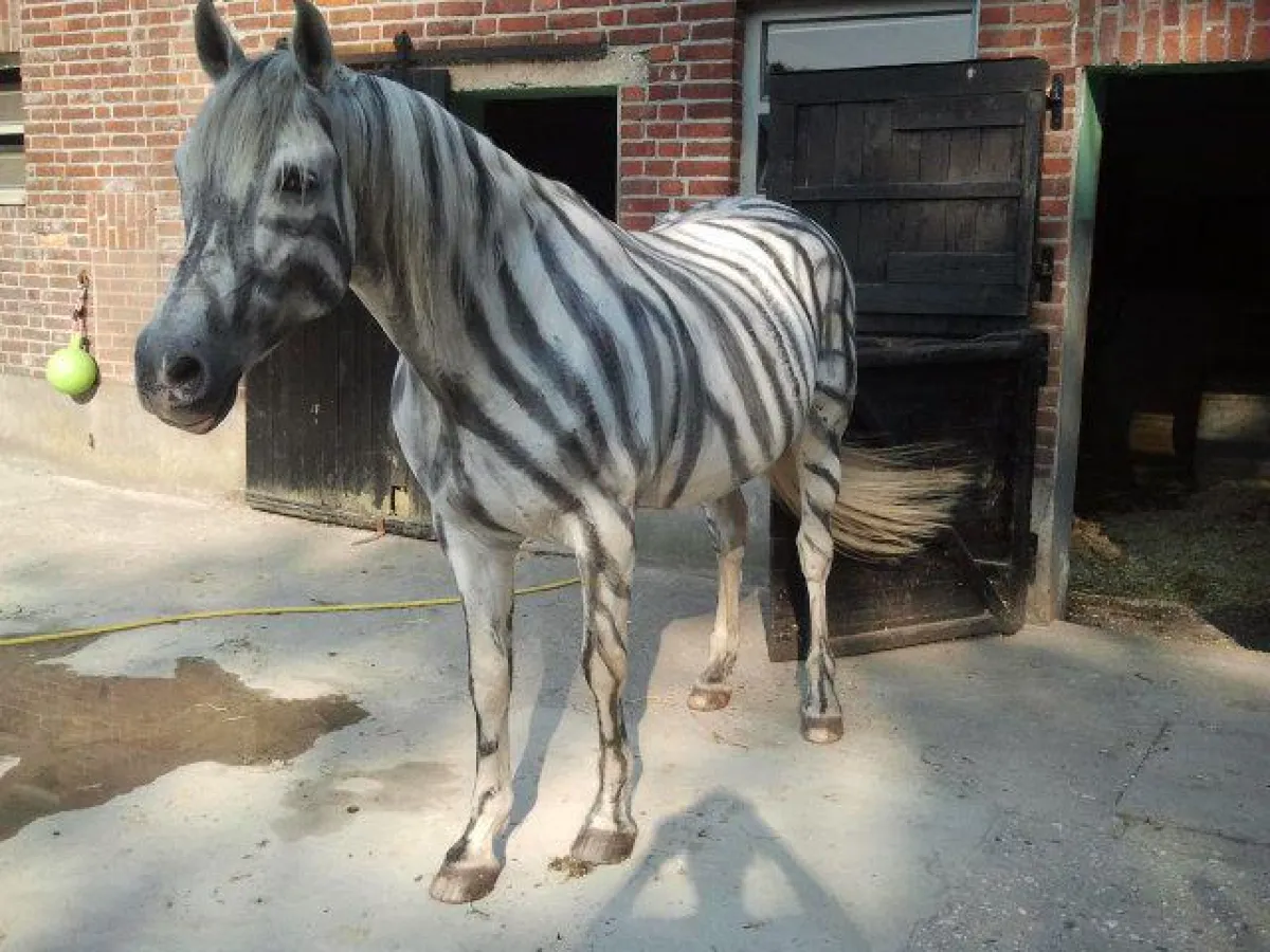 Frisch mit Zebrastreifen gestrichenes Pferd - Vor Bremsen geschützt