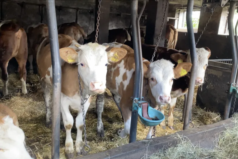 Tierquälerei in Milchbetrieb: Tierrechtsorganisation ANINOVA zeigt Zulieferbetrieb von Molkerei Frankenland an Bild: Tierquälerei in Milchbetrieb: Tierrechtsorganisation ANINOVA zeigt Zulieferbetrieb von Molkerei Frankenland an