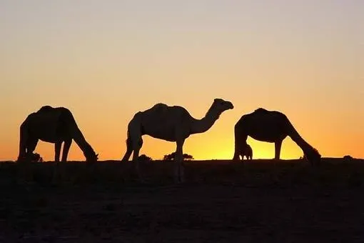 Bild: Ab in die Wüste! – Kreativität & Zukunftsfähigkeit in Zeiten der Globalisierung
