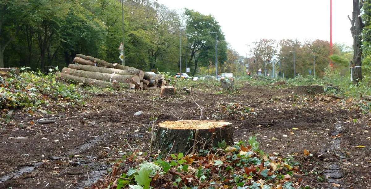 Am Verteilerkreis fiel ein ganzer Wald. Foto: A. Wulf