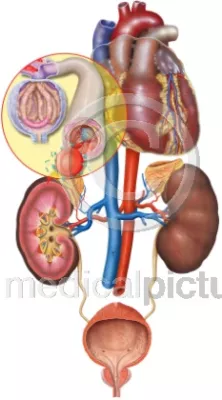 Bild: Die Krankheiten des Pontifex - medicalpicture zum Papsttod