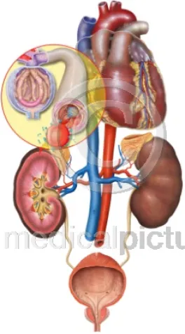 Bild: Die Krankheiten des Pontifex - medicalpicture zum Papsttod
