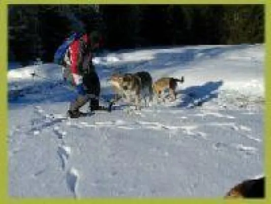 Bild: Urlaub mit Hund Winterzauber am Nationalpark Bayerischer Wald