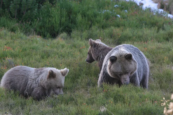 Bären: Konsumverhalten im Klimawandel Bild: Bären: Konsumverhalten im Klimawandel
