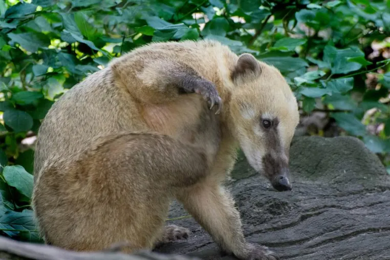 Bild: Erst beobachten, dann fotografieren: Fotoseminar „Tierfotografie“ im Zoo Berlin