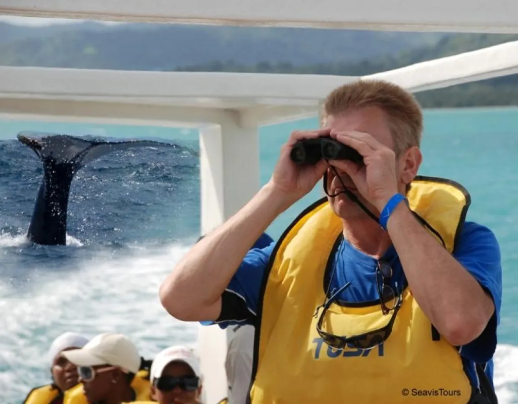 Whale Watching mit SeavisTours