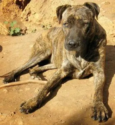 Bild: Deutschland friert zu - Gefahr und Chance für entlaufene Hunde