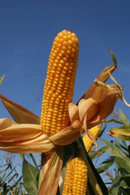 Bild: Vielseitig und zukunftsorientiert: REBECCA, TIBOR, TIFFEN und LACRIMA, die neuen agaSAAT Maissorten