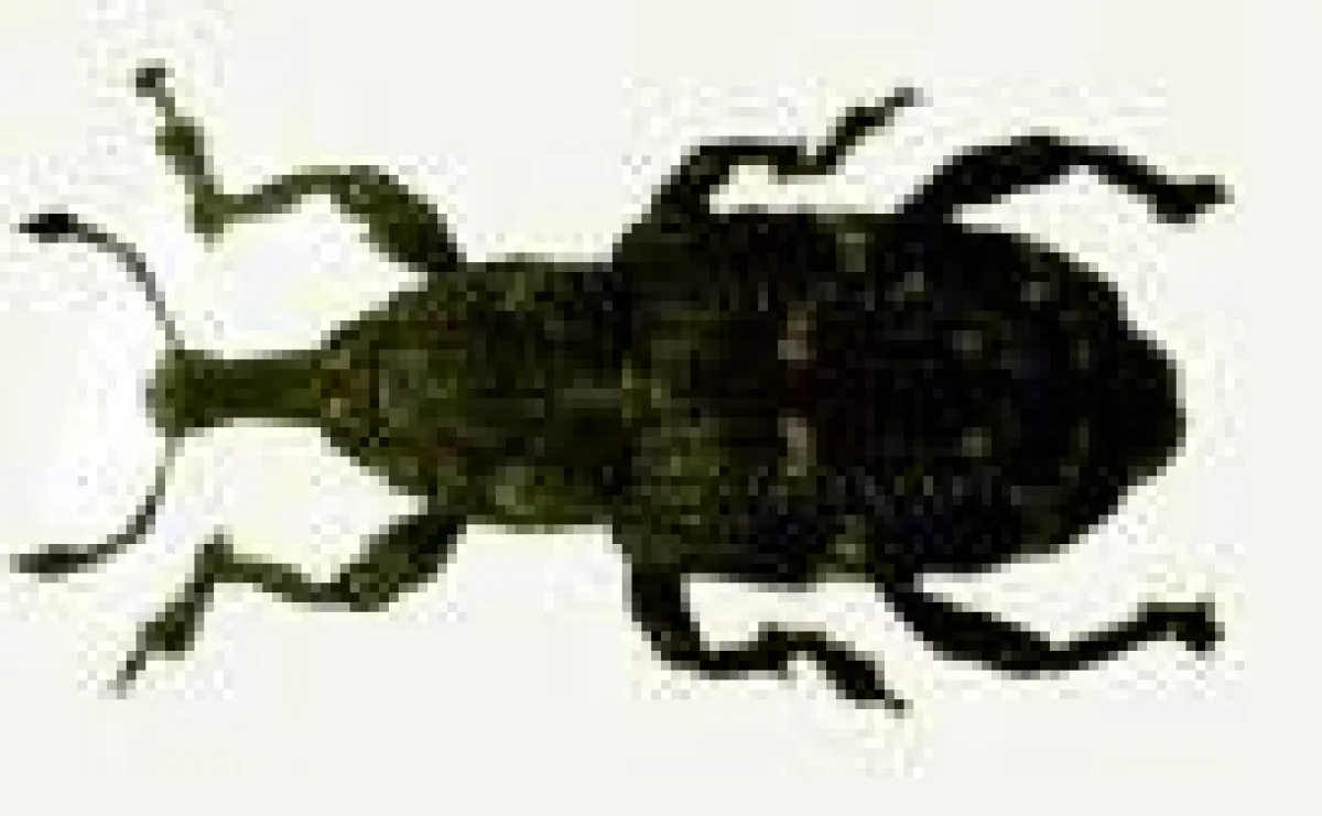 Der Rüsselkäfer nagt und nagt und legt die Eier fürs kommende Jahr