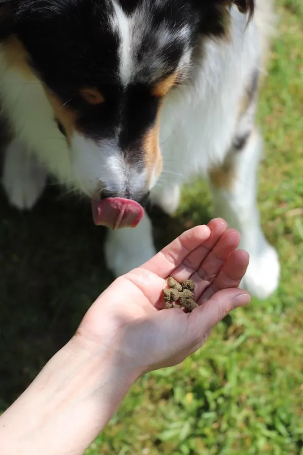 Insektensnacks als Hundenahrung (© BugBell GmbH)