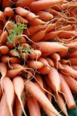 Bild: Berlin: Klostersuppenküche kann starten. Freiwillige treffen sich zum Kochen