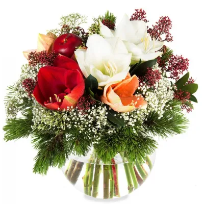 Bild: MIFLORA Christmas Collection: Blüten von purpurmajestätisch bis voluminös imposant. Ein Fest für die Sinne