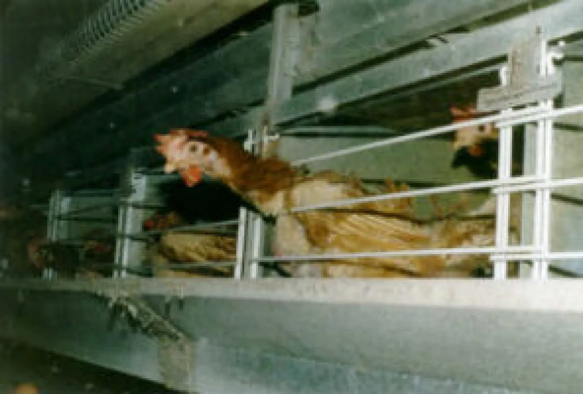 Merkel steht für Tierquälerei - behaupten jedenfalls Tierschützer.