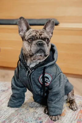 Bild: Interquell Petfood: 16-Monats-Großprojekt statt 6-Monats-MVP 
