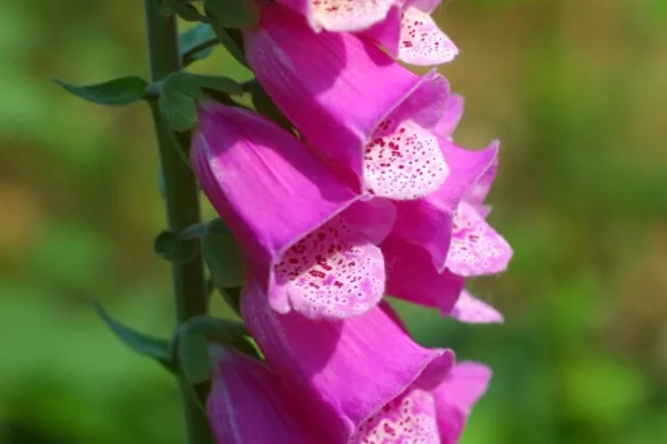 Infoabende für Eltern: Schau genau! Mit Giftpflanzen leben Bild: Infoabende für Eltern: Schau genau! Mit Giftpflanzen leben